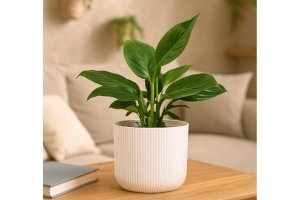 UGAOO Peace Lily Plant in White Ibiza Pot